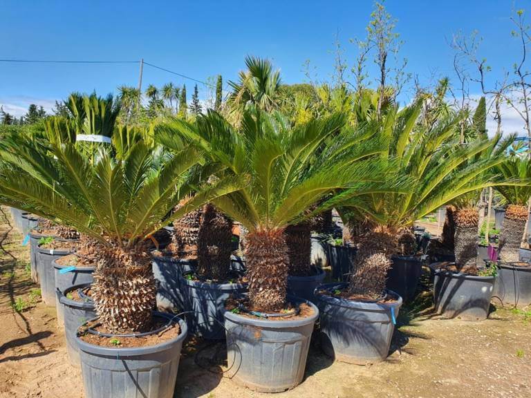 Palmier Cycas Revoluta C P Pini Re Sainte Marguerite