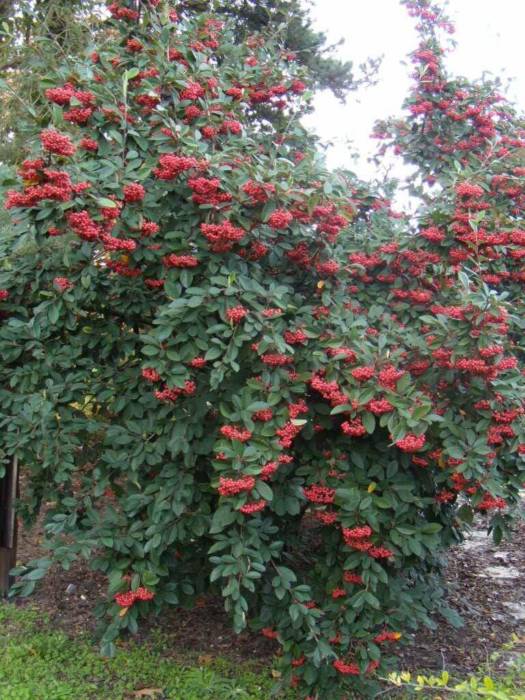 Cotoneaster Lacteus Et Franchetti Pépinière Sainte Marguerite