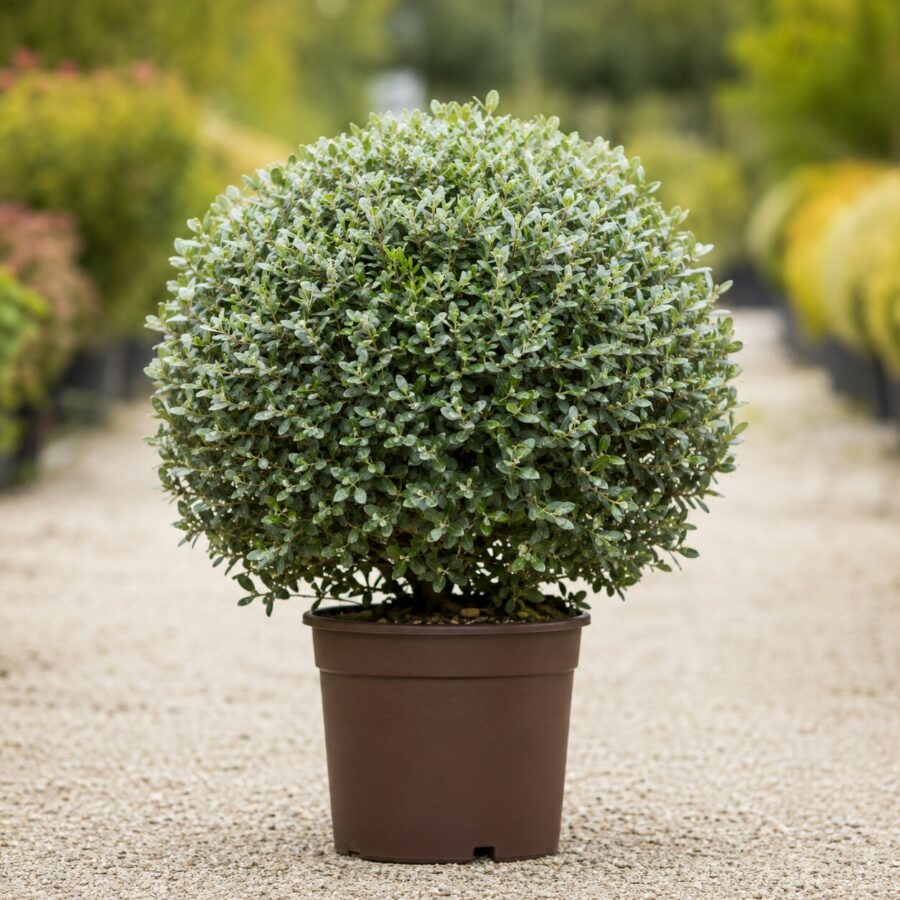 Eleagnus Boule
