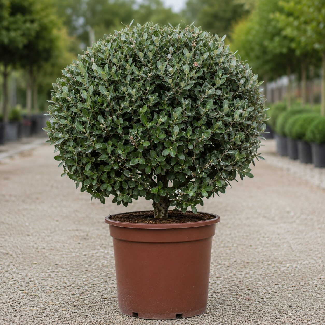Feijoa Boule