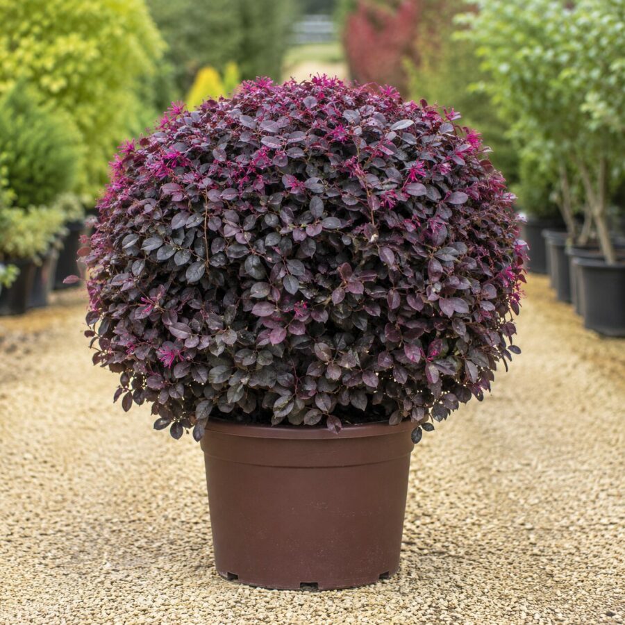 Loropetalum Boule