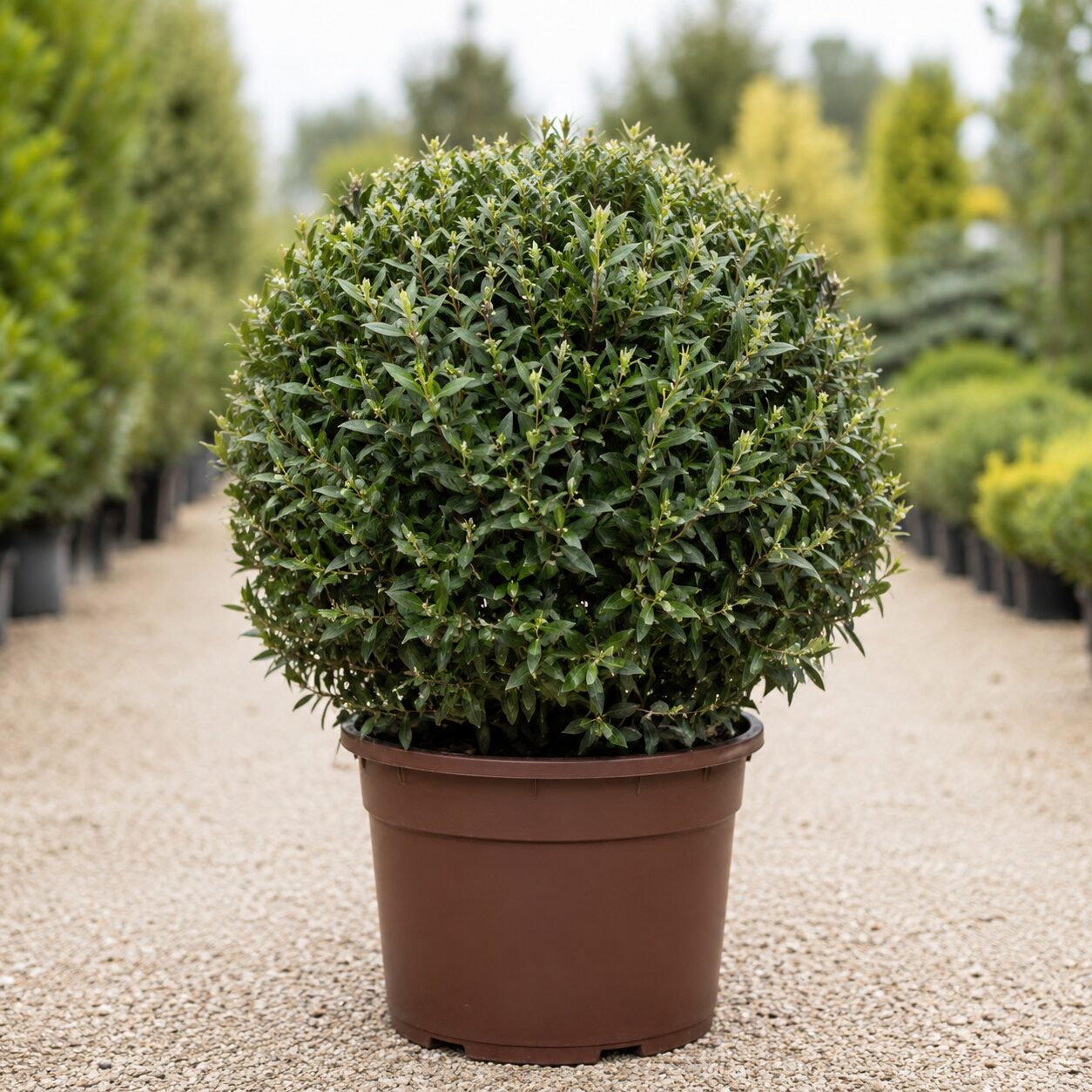 Phyllirea Boule