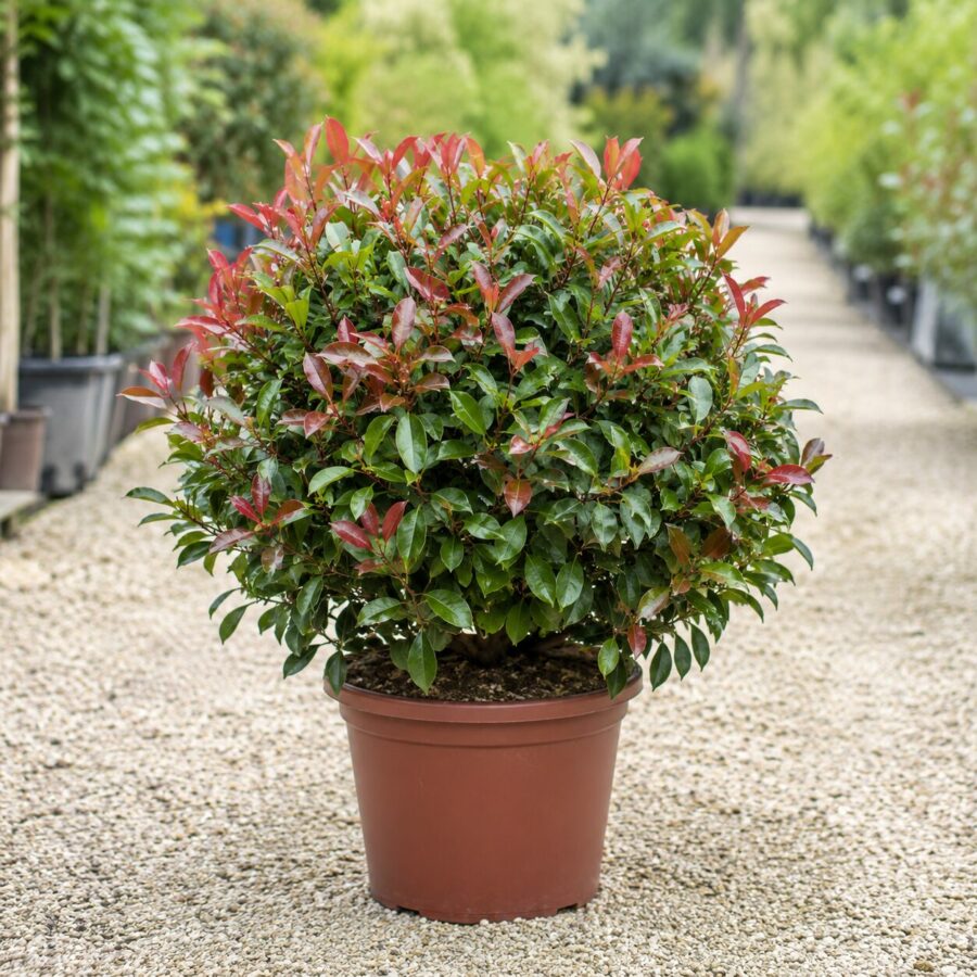 Photinia Boule