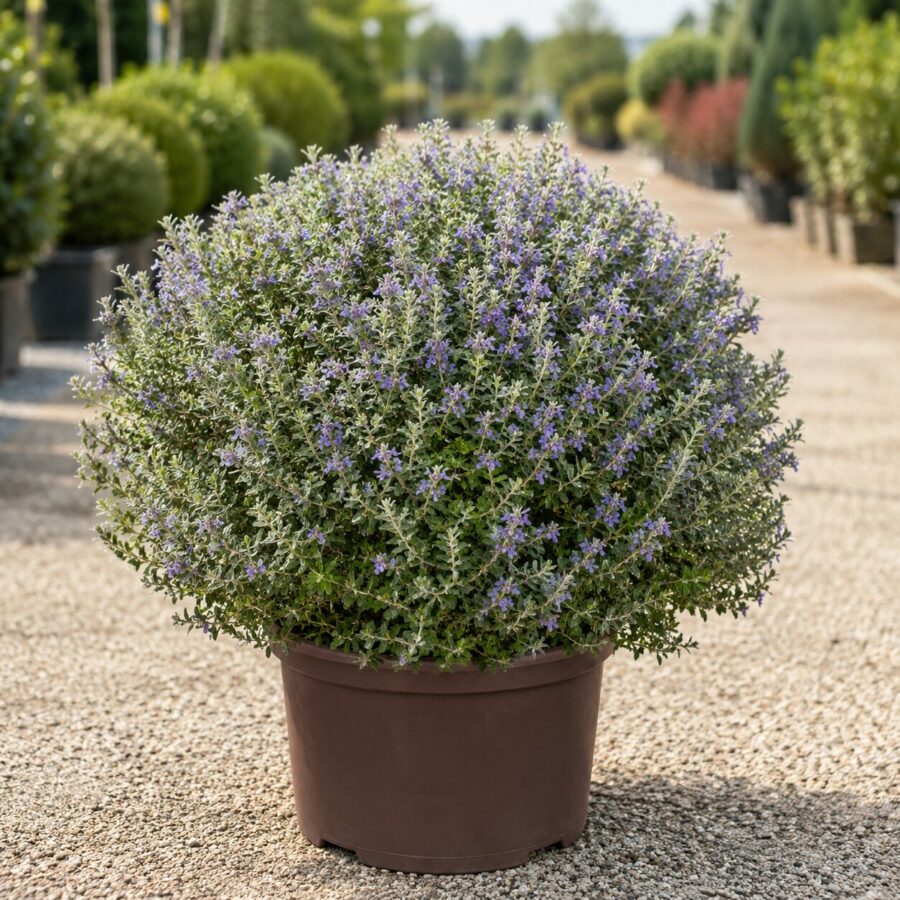 Teucrium Boule