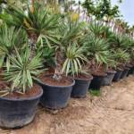 Palmier Yucca Elephantipes (C50) - Pépinière Sainte Marguerite