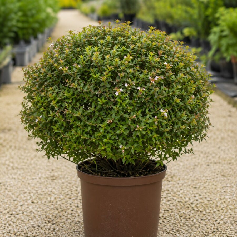 Abelia Boule