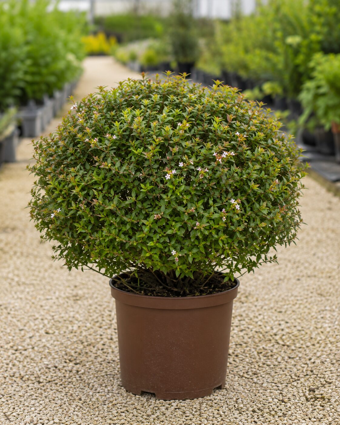 Abelia Boule