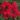 geranium-lierre-double-rouge-le-lot-de-12-2