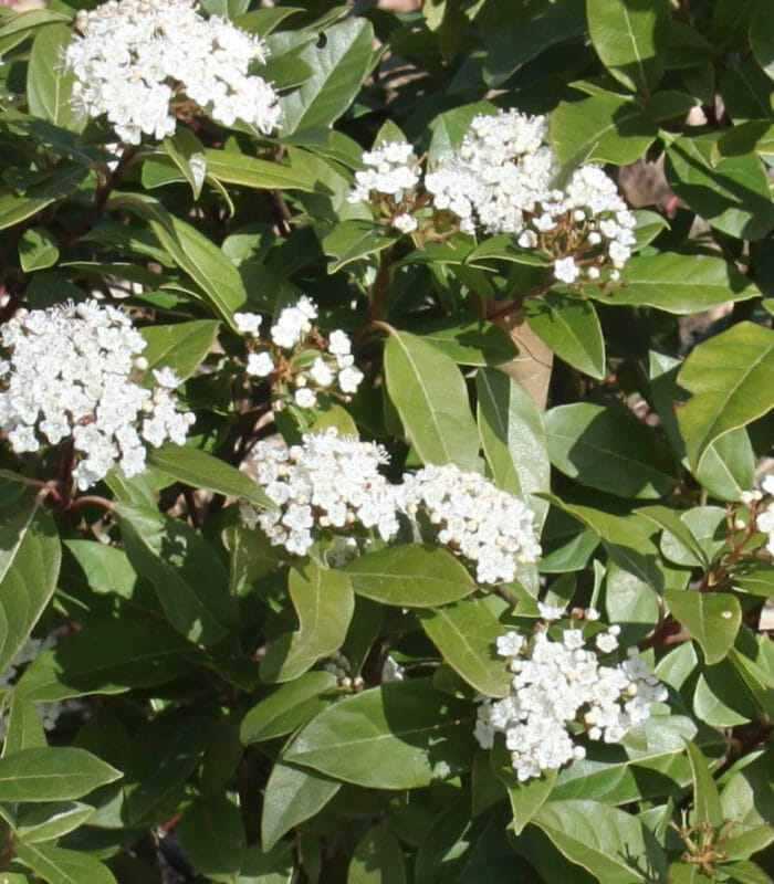 Viburnum Tinus - Laurier Tin - Pépinière Sainte Marguerite