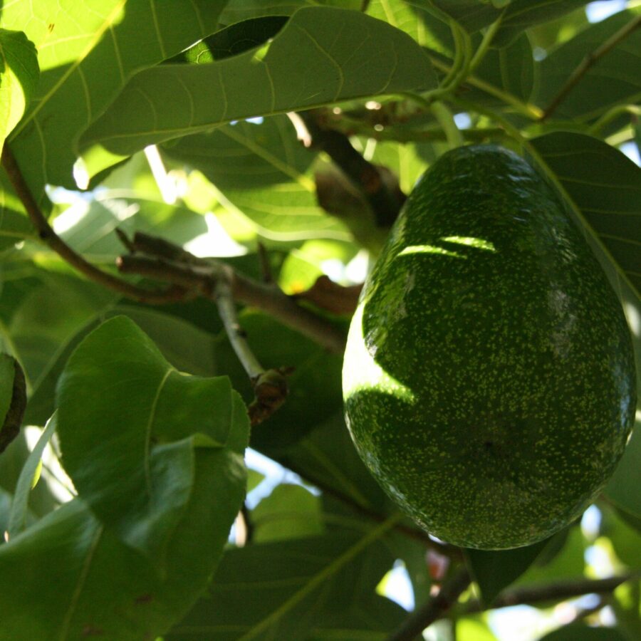 Avocatier