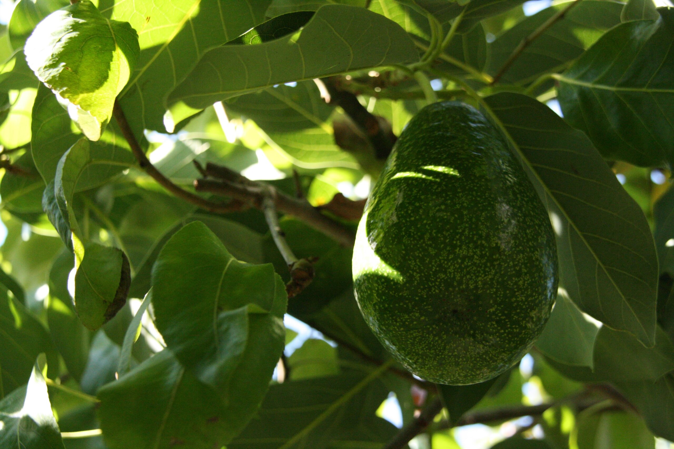 Avocatier