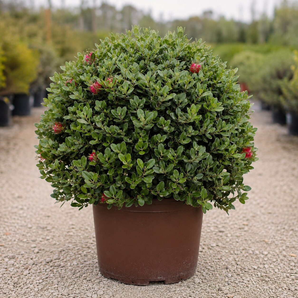 Metrosideros Excelsa Boule