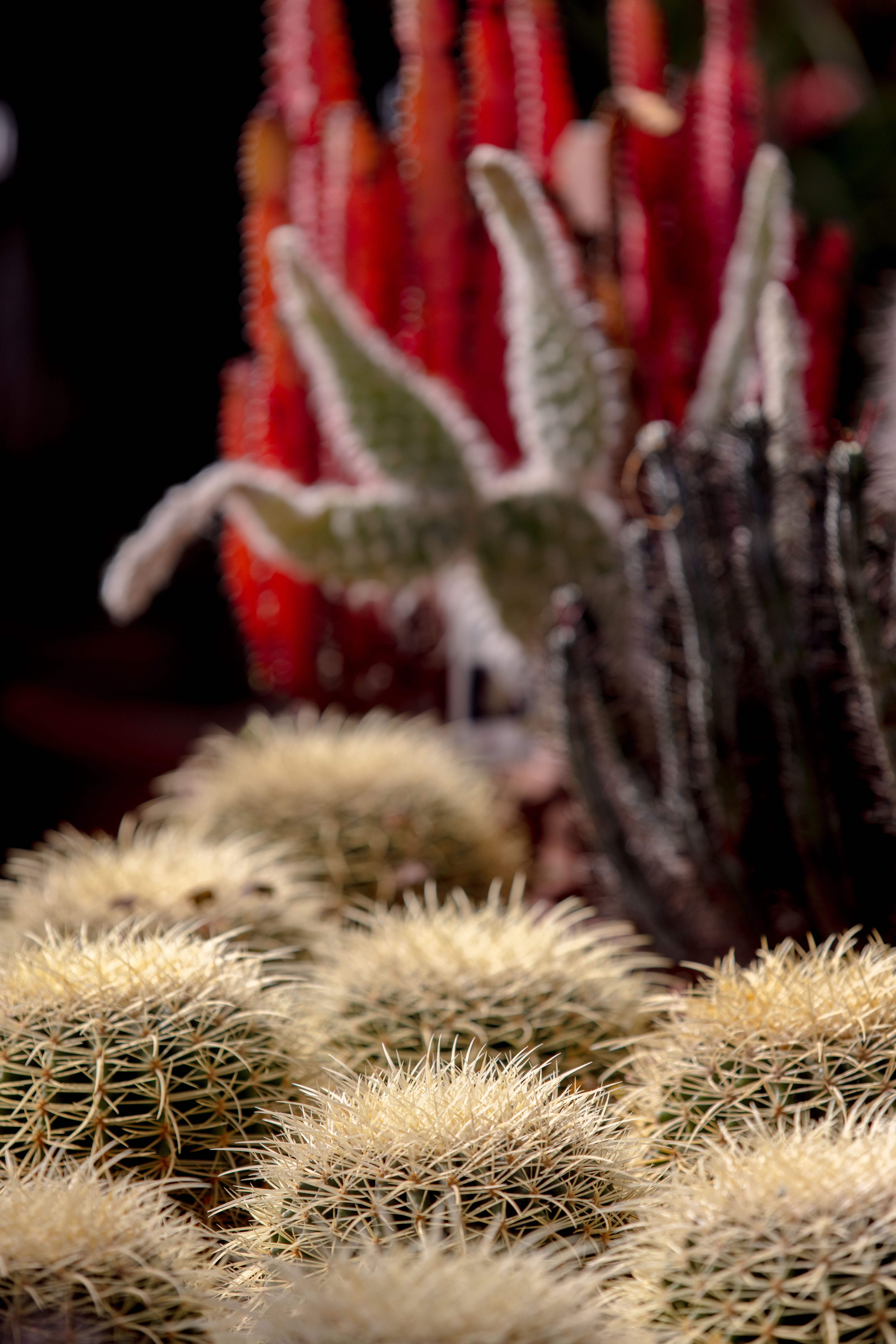 CACTUS - AMBIANCE (9)