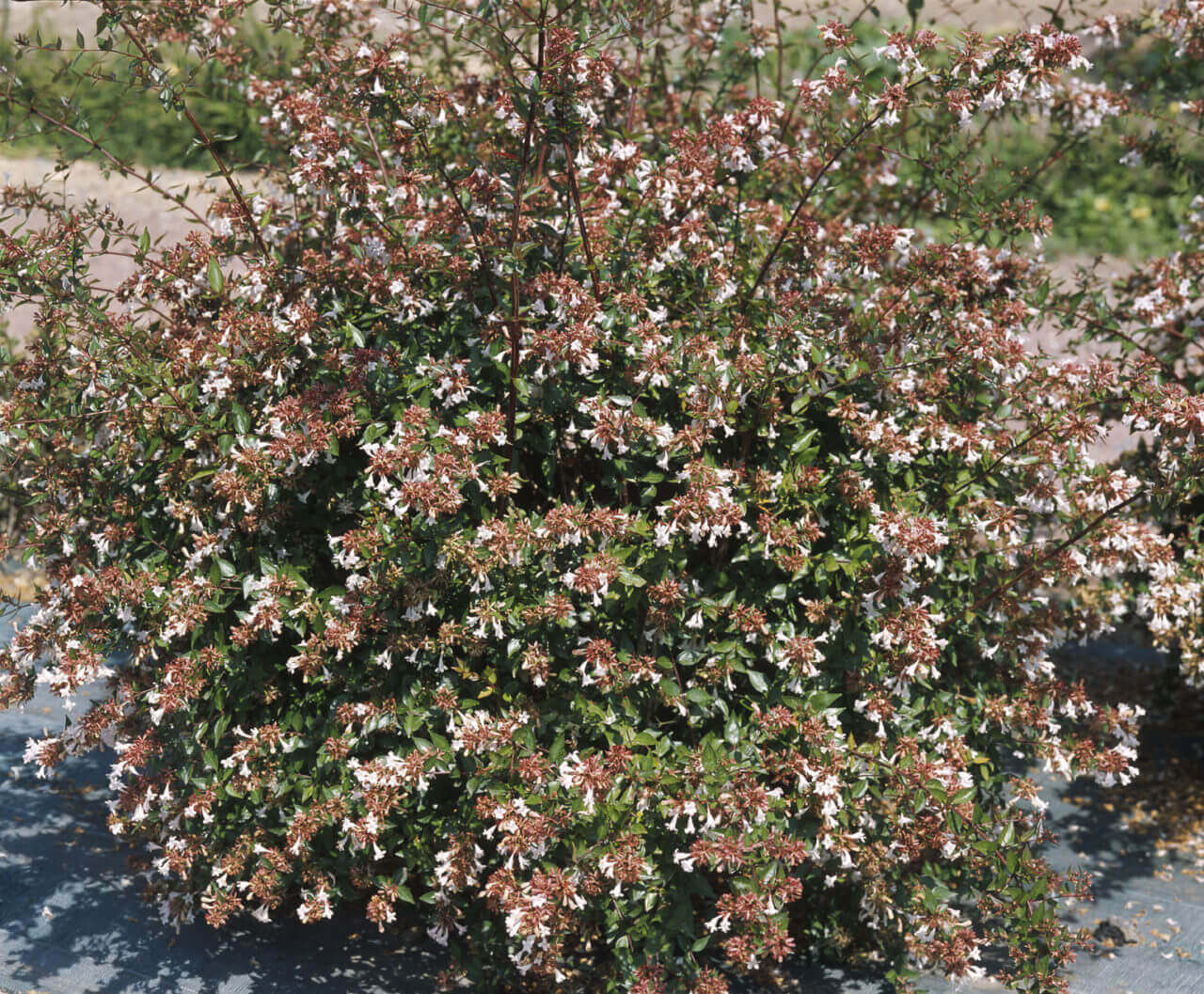 Abelia Grandiflora – Image 2