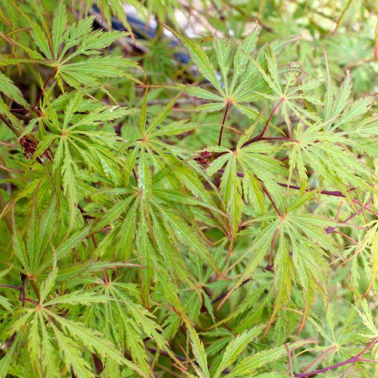 Acer Palmatum Dissectum - Erable du Japon