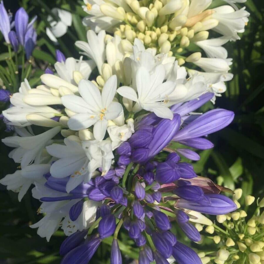 Agapanthe - Bleu/Blanc