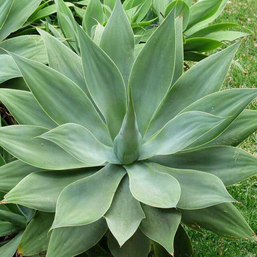 Agave Attenuata