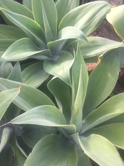 Agave Attenuata – Image 2