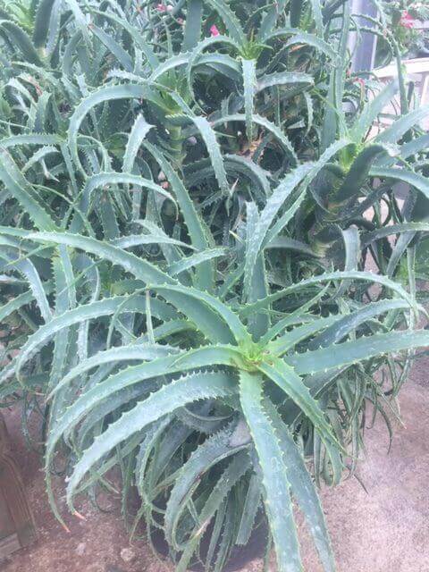 Aloes
