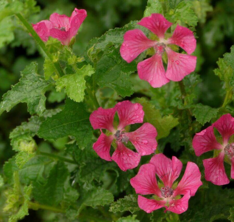 Anisodontea
