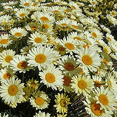Anthemis – Image 2