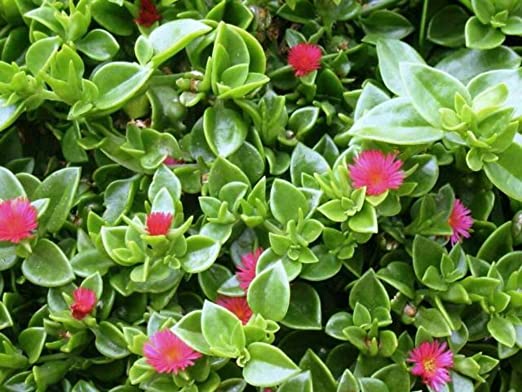 Aptenia
