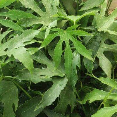 Aralia - Angélique