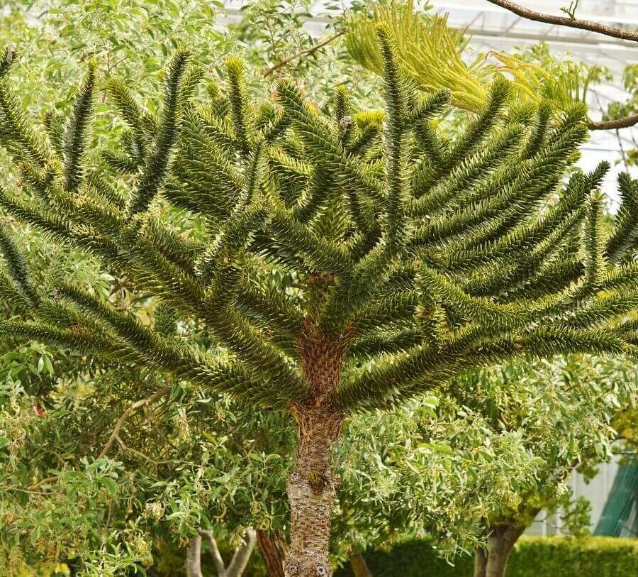 Araucaria - Désespoir des Singes