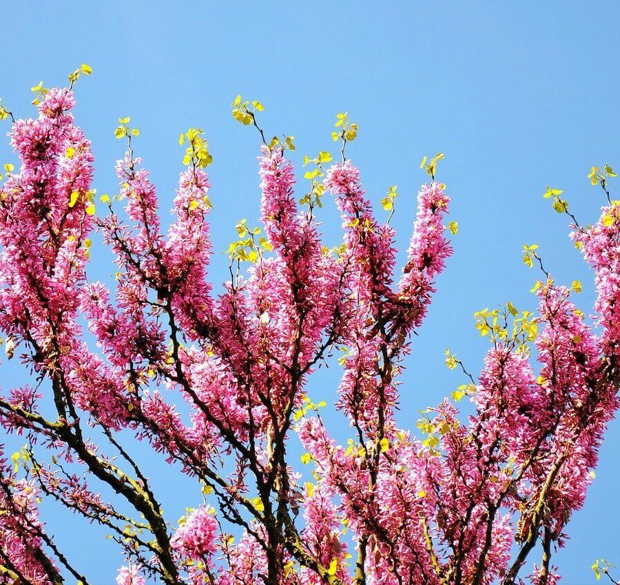 Cercis Siliquastrum - Arbre de Judée