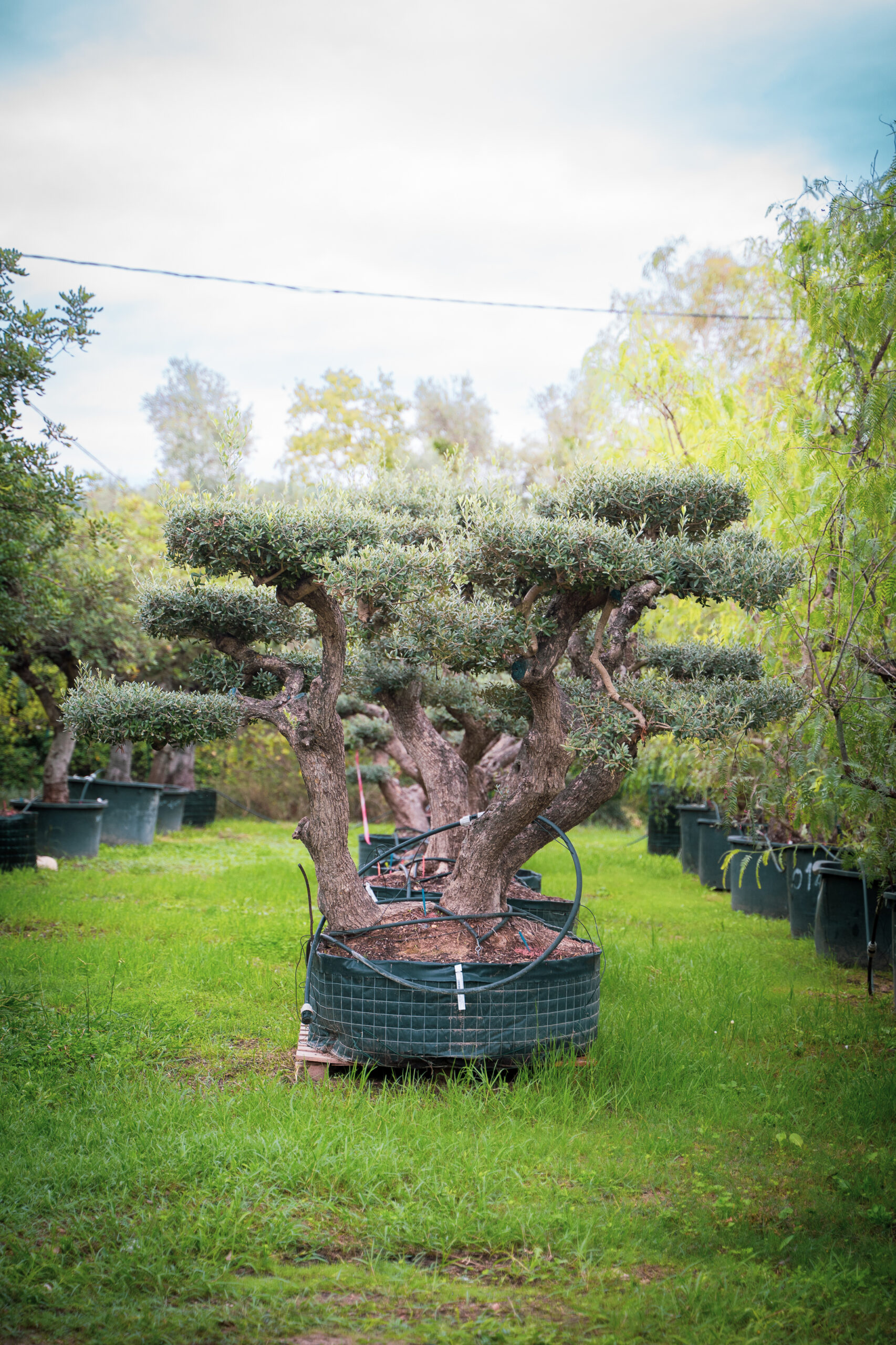 ARBRE - OLIVIER (7)