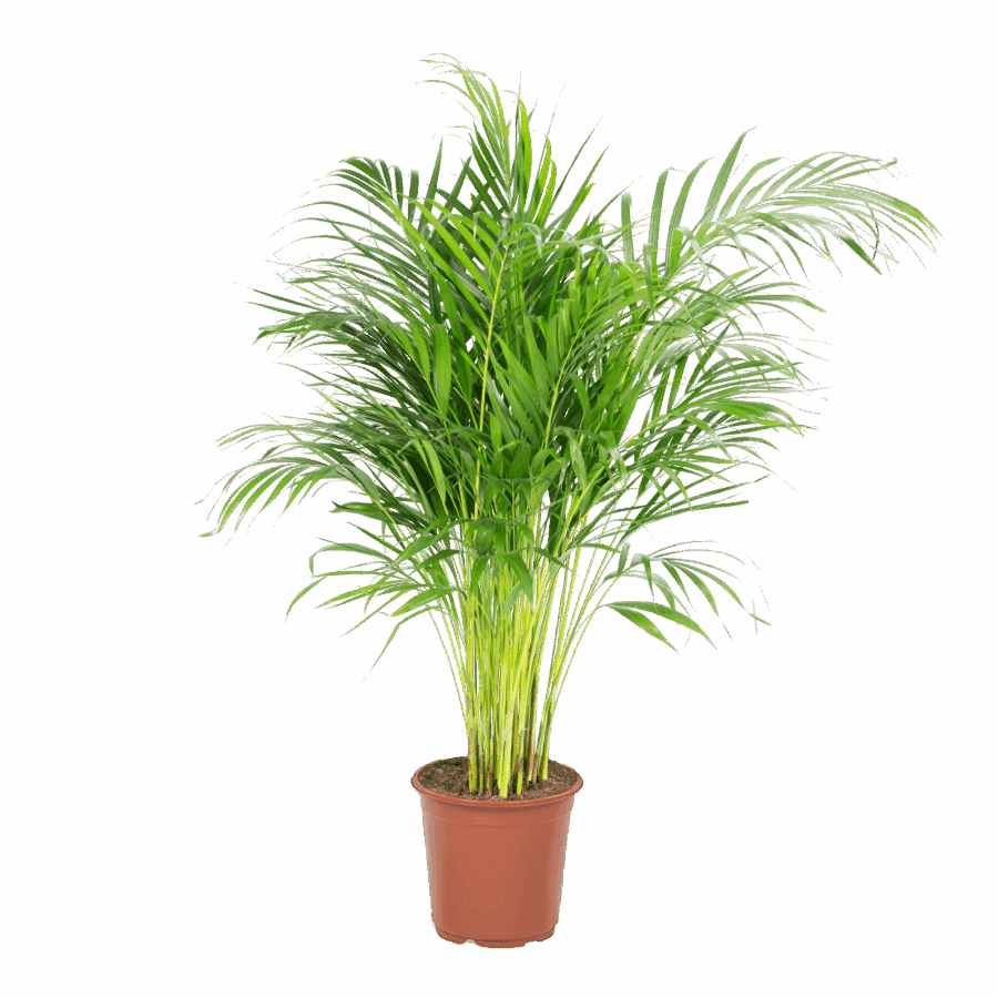 Areka
