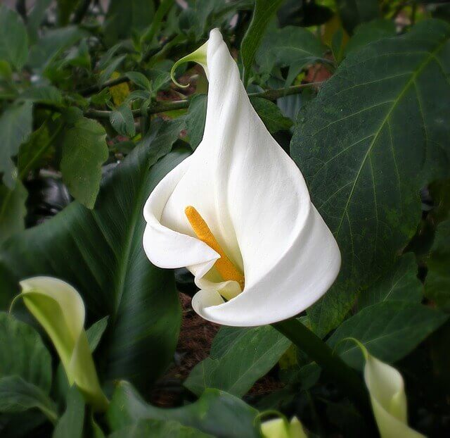 Arum - Zantedeschia