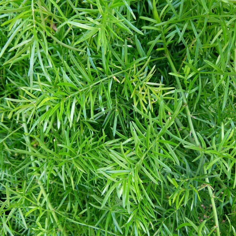 Asparagus
