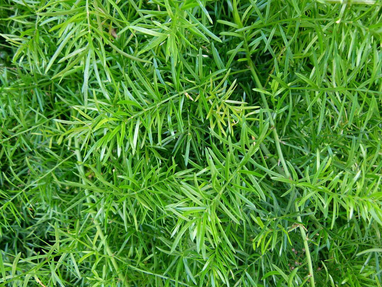 Asparagus