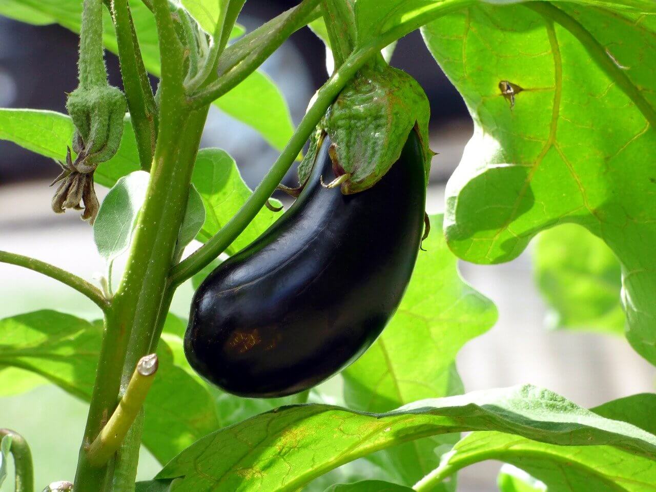 Légumes Variés – Image 2