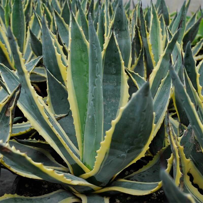 Agave Americana – Image 2