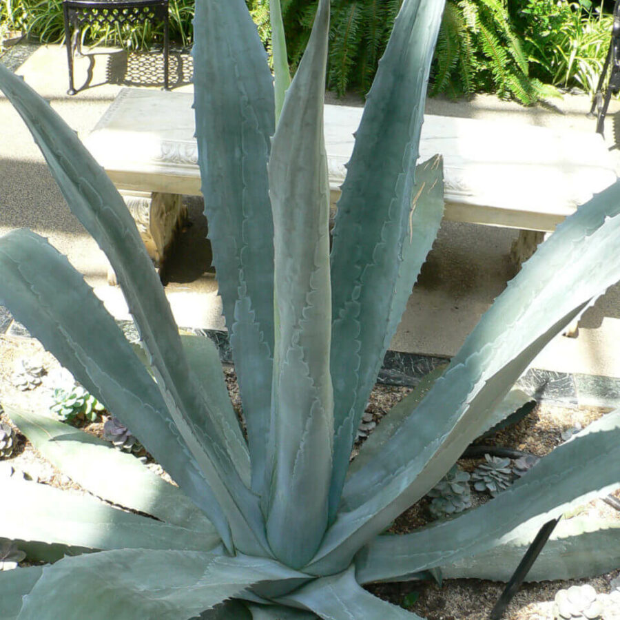 Agave Americana
