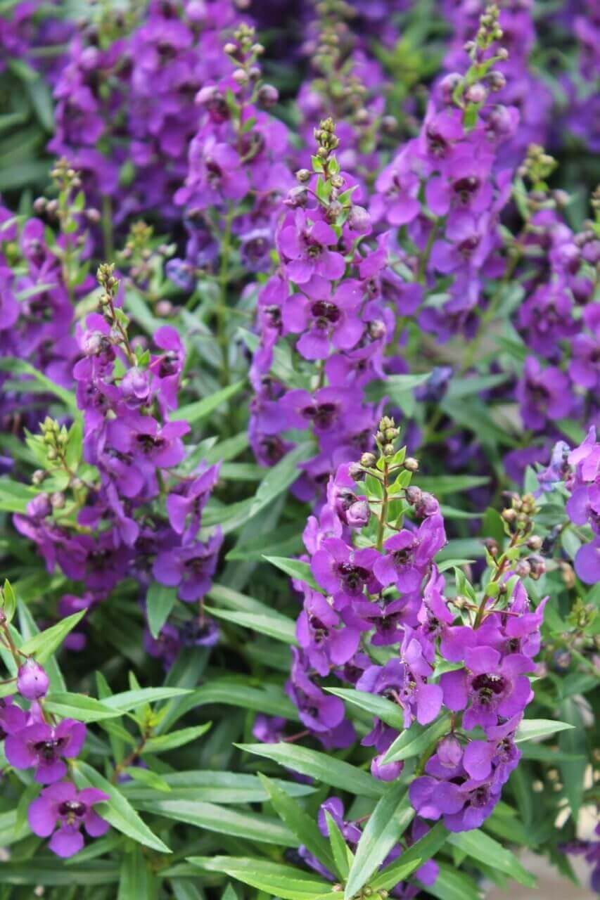 Angelonia – Image 2