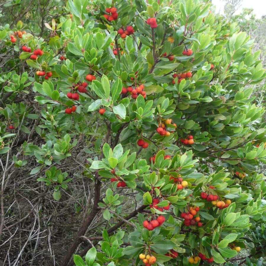 Arbutus - Arbousier