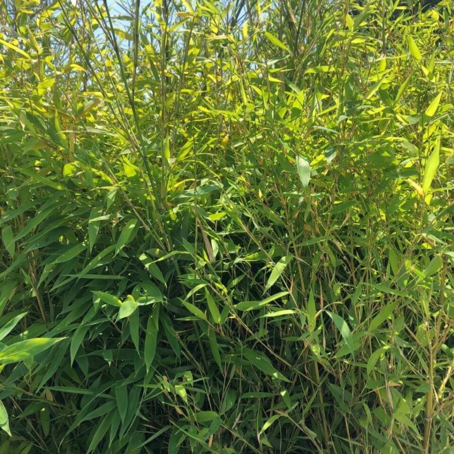 Bambous à Végétation Naine