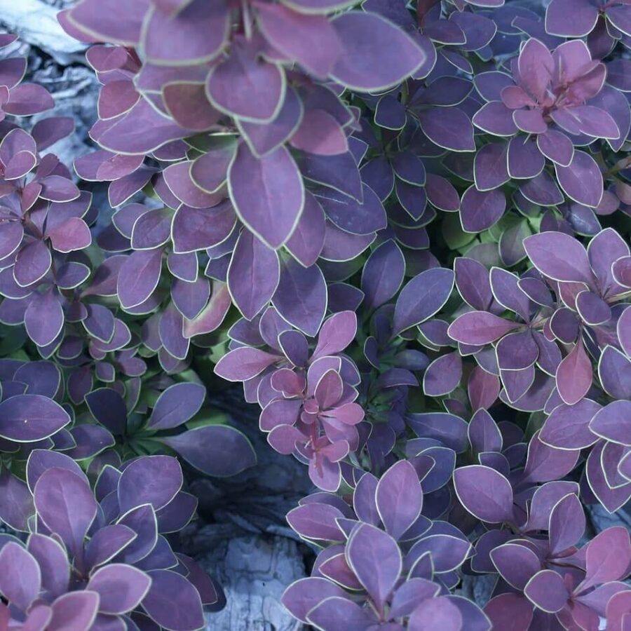 Berberis - Epinie Vinette