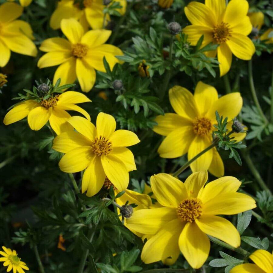 Bidens