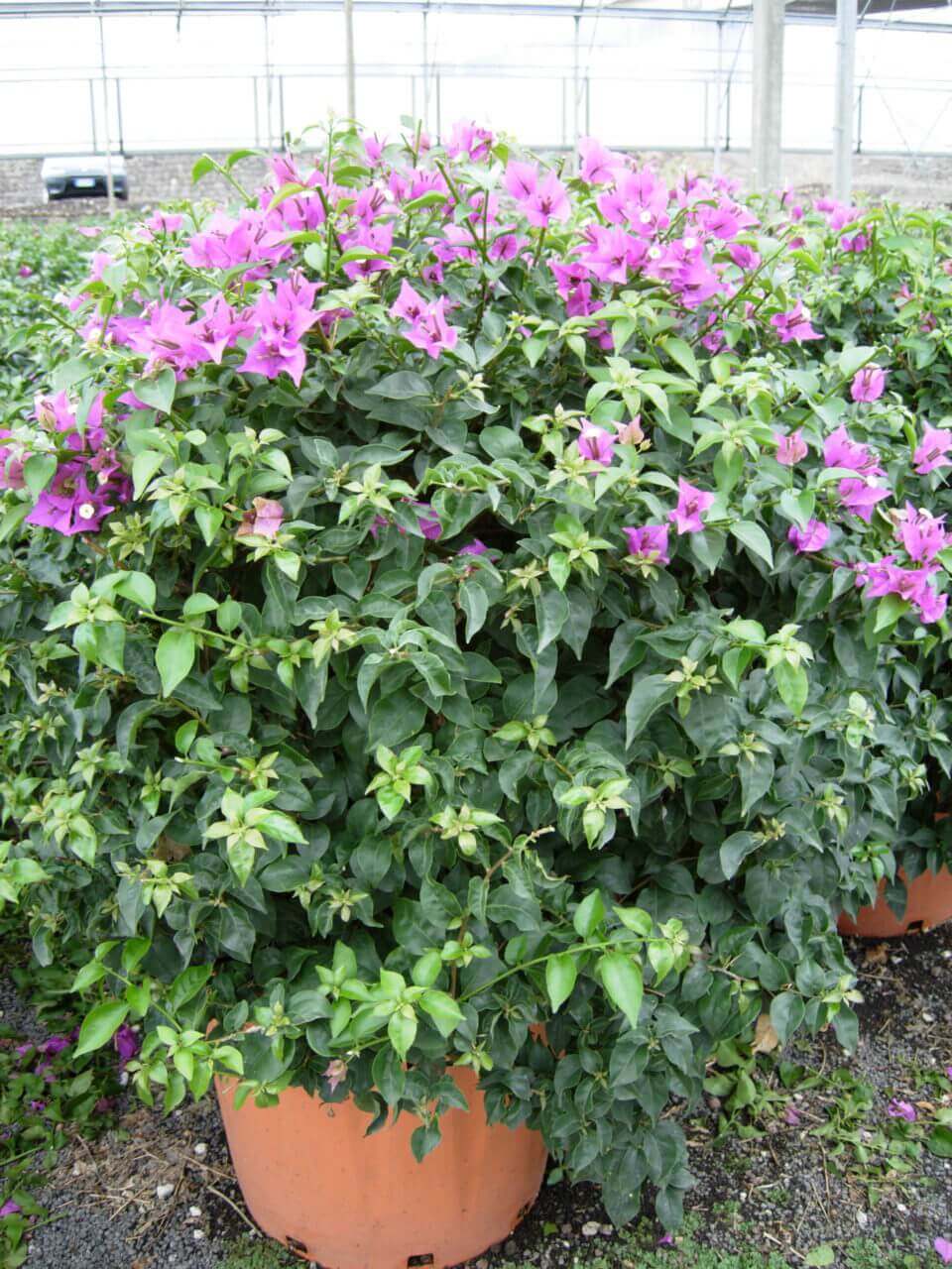 Bougainvillier - Bougainvillea – Image 2