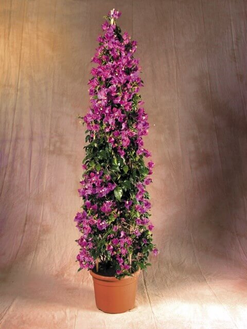 Bougainvillier - Bougainvillea