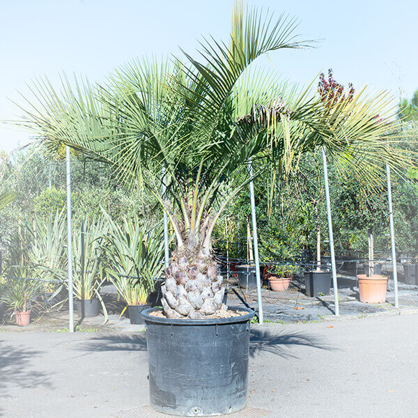 Palmier Butia Capitata – Image 3
