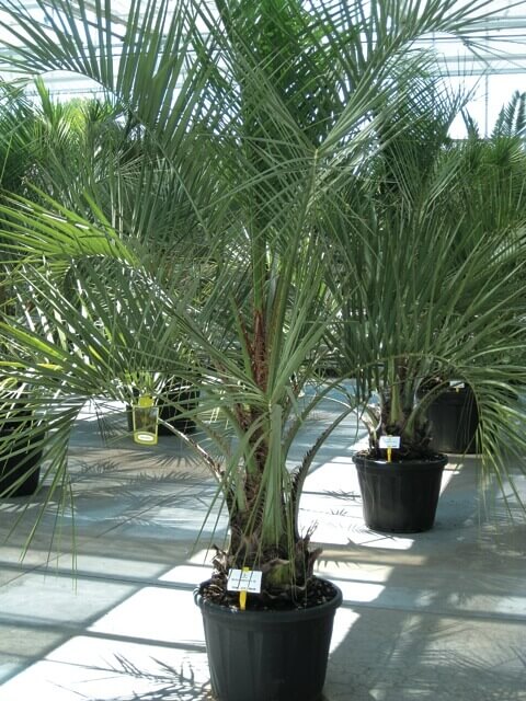 Palmier Butia Capitata – Image 2