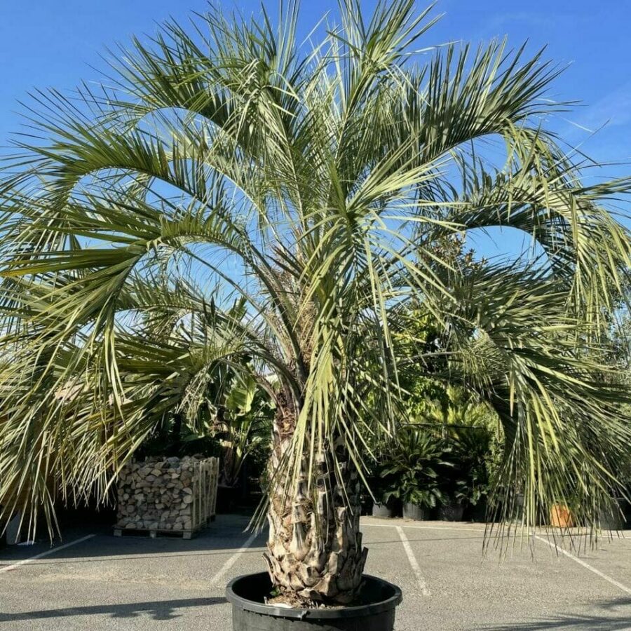 Palmier Butia Capitata