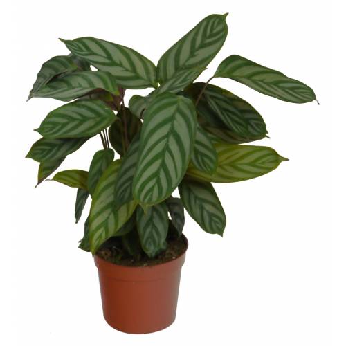 Calathea Excellent