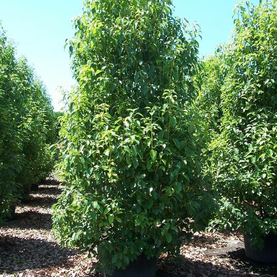 Camphrier - Cinnamomum