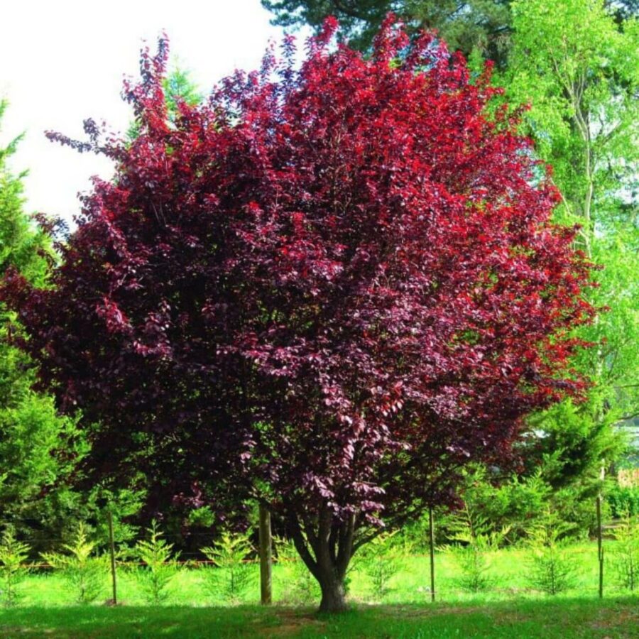 Prunus Cerasifera Pissardii